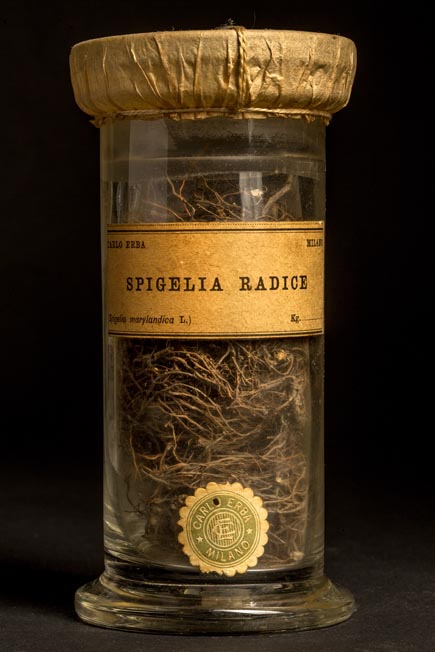 SPIGELIA - radice